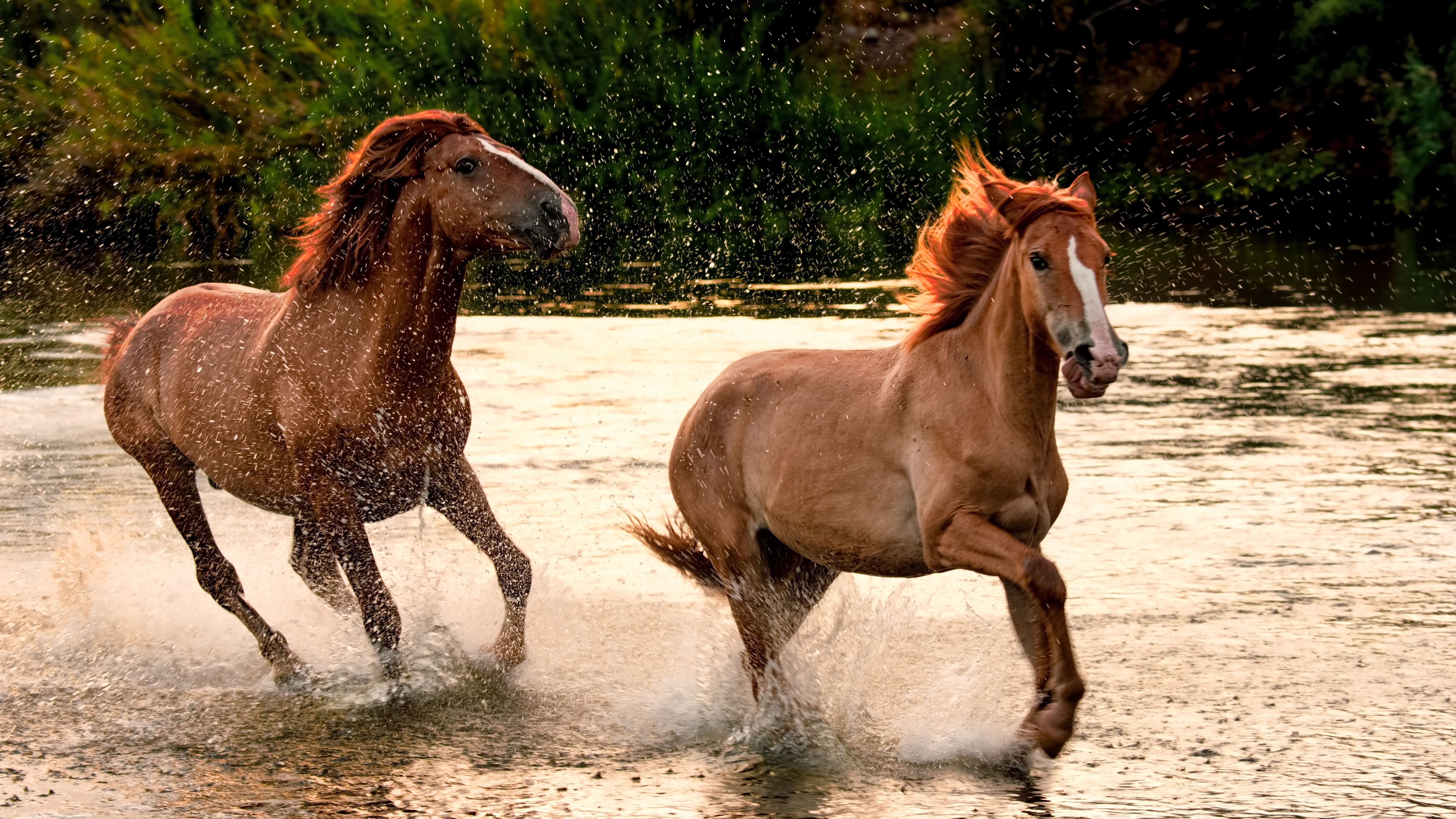 Wild horses splash through the Salt River at sunset.
