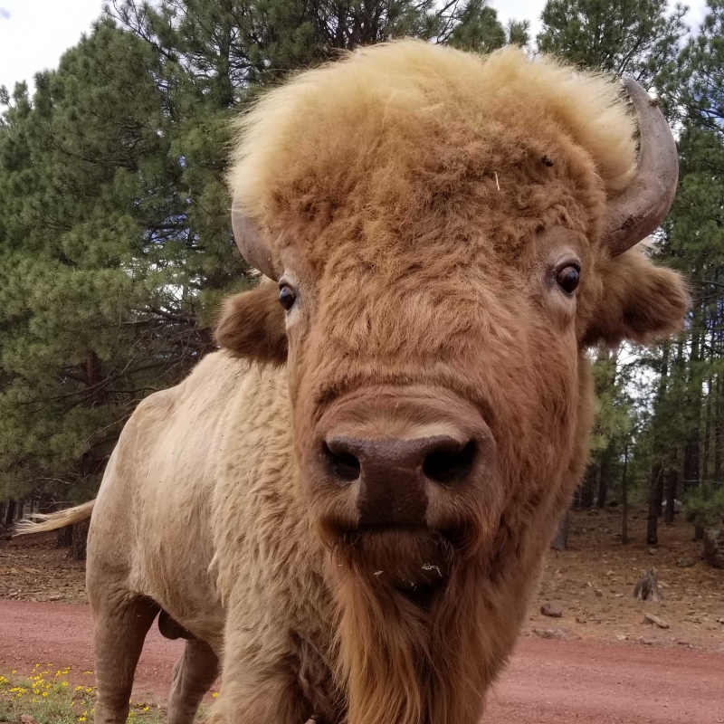 Animals_Bison_BritPowers_002-square