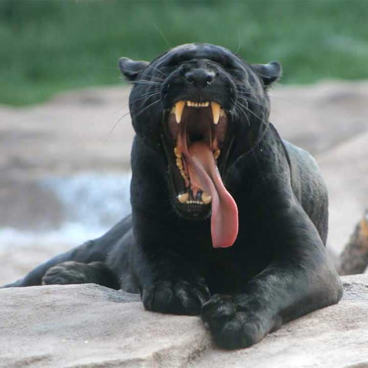 Animals_Jaguars_Bearizona_Bagheera_004-square