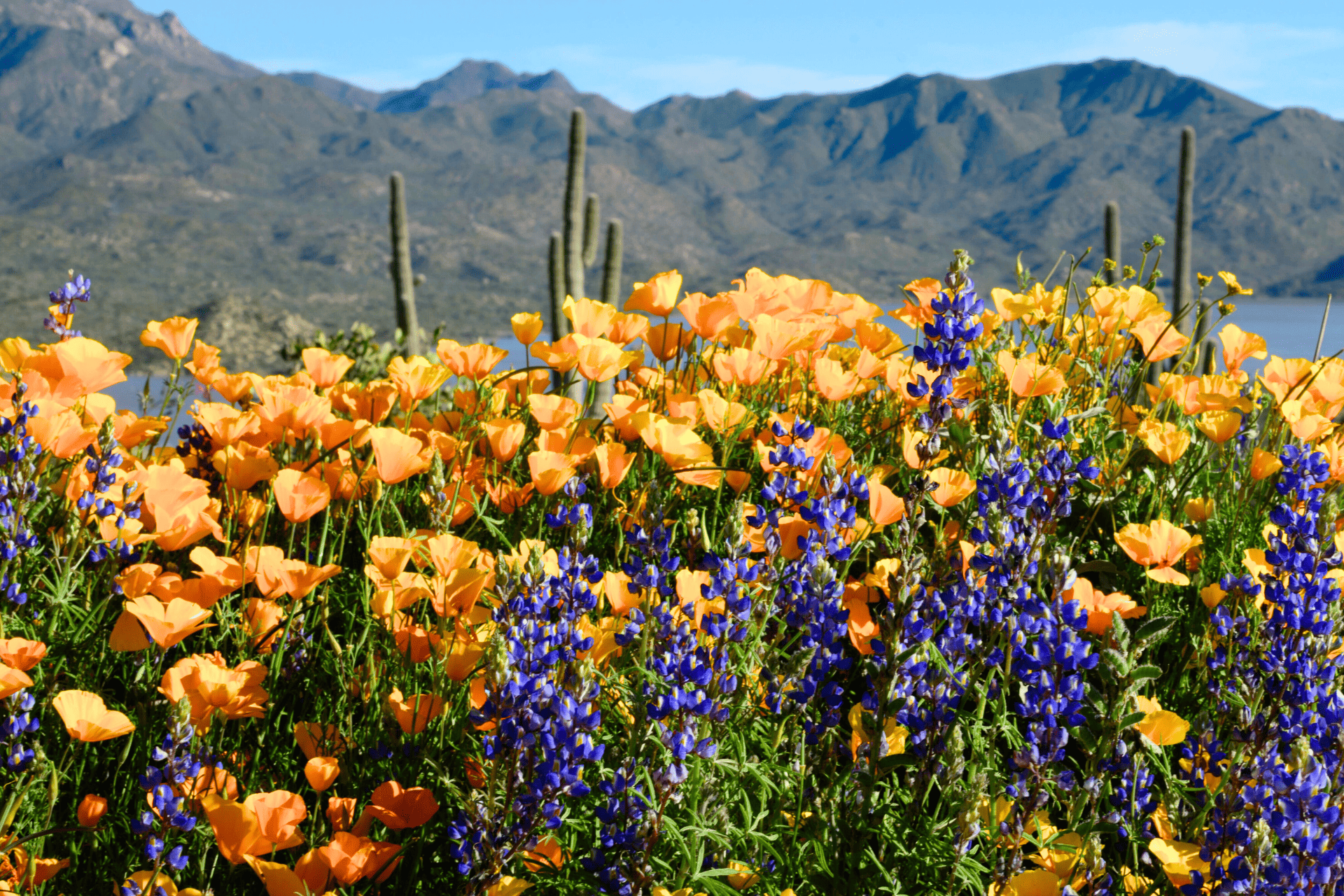 VS Desert Botanical Garden